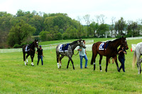 Race #9 & #10 - The Allaire Du Pont Amateur Apprentice Timber & The Wicomico Hunt Cup Open Timber