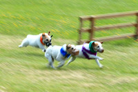 Jack Russell Terrier Races